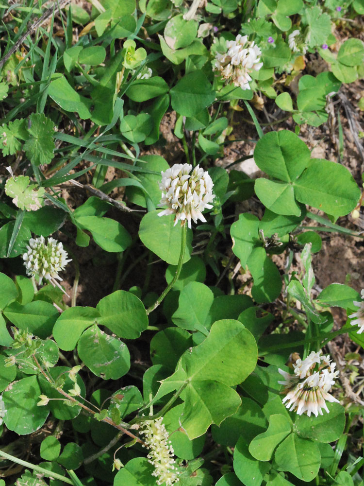 Изображение особи Trifolium repens.