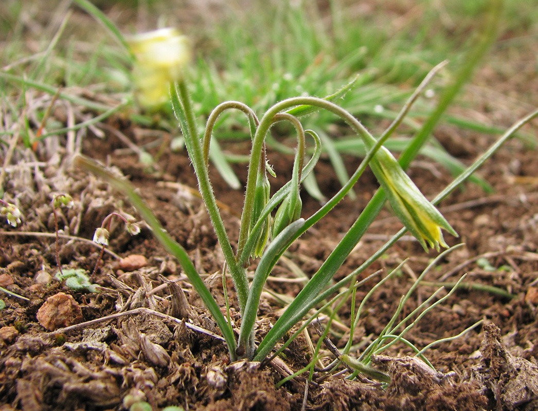 Изображение особи Gagea bulbifera.