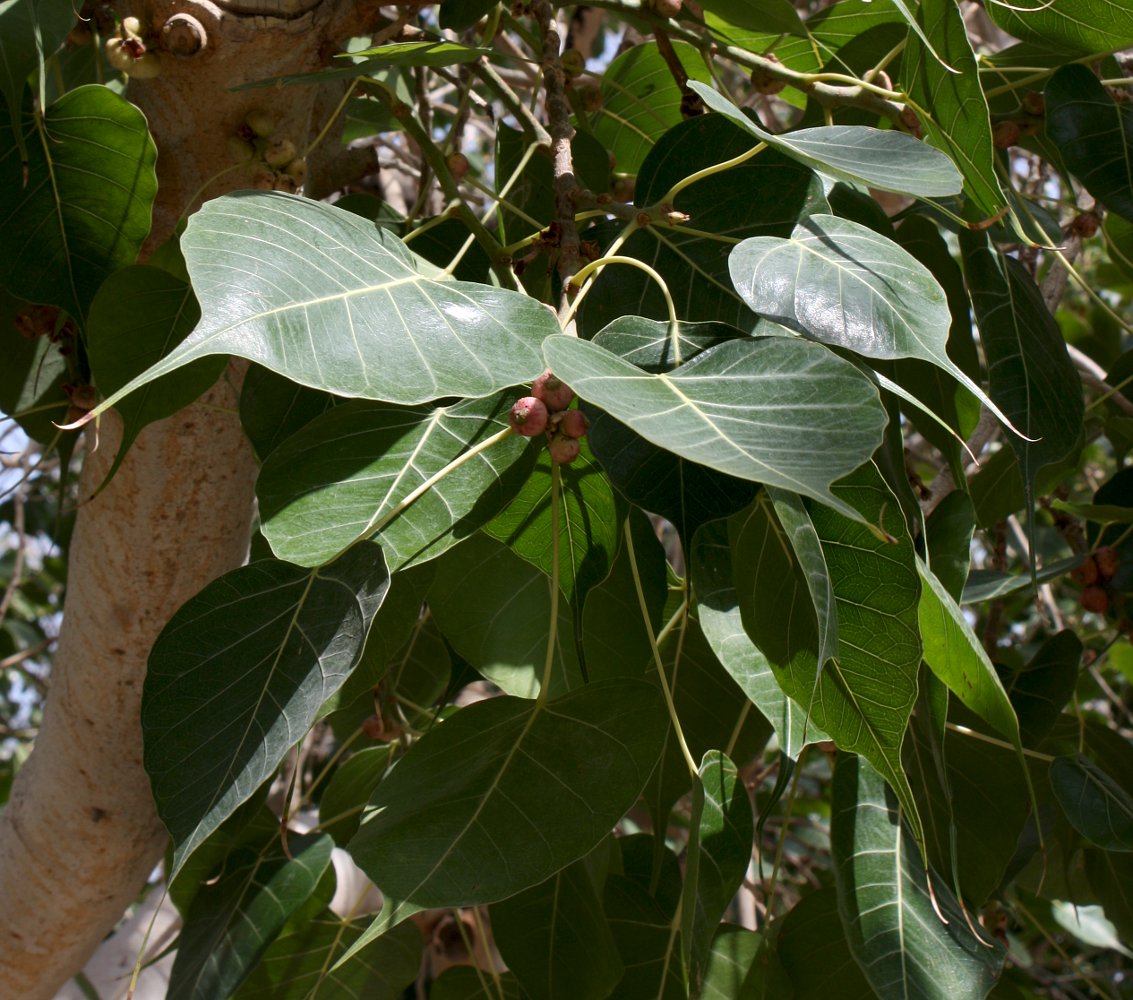 Изображение особи Ficus religiosa.