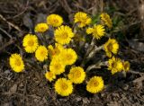 Tussilago farfara