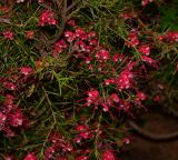 Grevillea rosmarinifolia