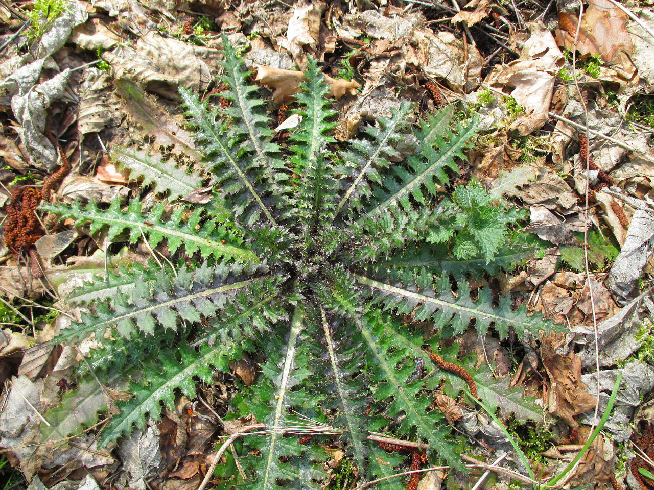 Image of Cirsium palustre specimen.