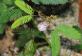 Mimosa pudica. Верхушка побега с соцветием. Таиланд, провинция Краби, окр. г. Краби, лужайка. 16.12.2013.