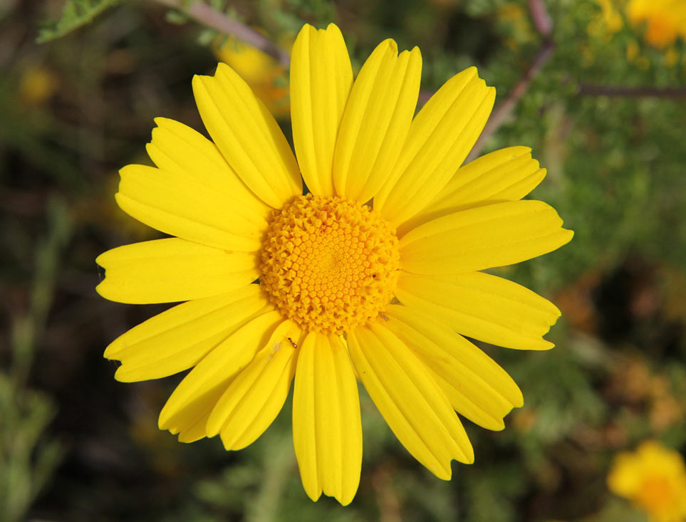 Изображение особи Glebionis coronaria.