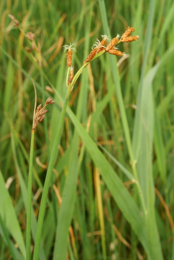 Image of Schoenoplectus tabernaemontani specimen.