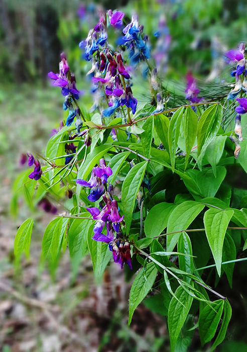 Изображение особи Lathyrus vernus.