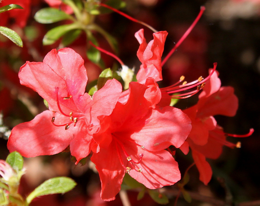 Image of Rhododendron obtusum specimen.