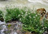 Cardamine seidlitziana