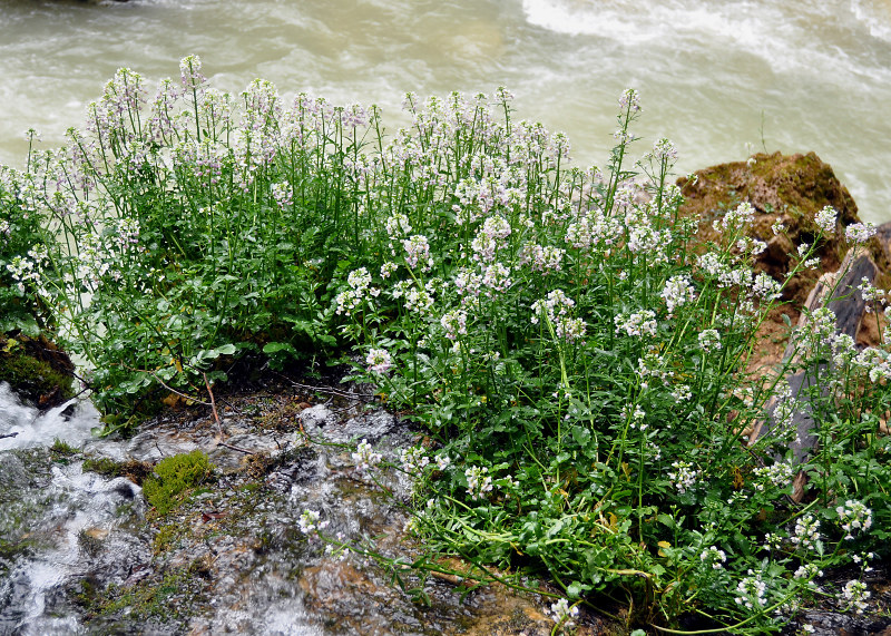 Image of Cardamine seidlitziana specimen.