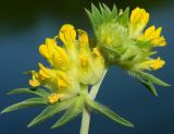 Anthyllis vulneraria