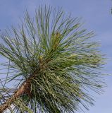 Pinus ponderosa. Верхушка ветки. Германия, г. Дюссельдорф, Ботанический сад университета. 04.05.2014.