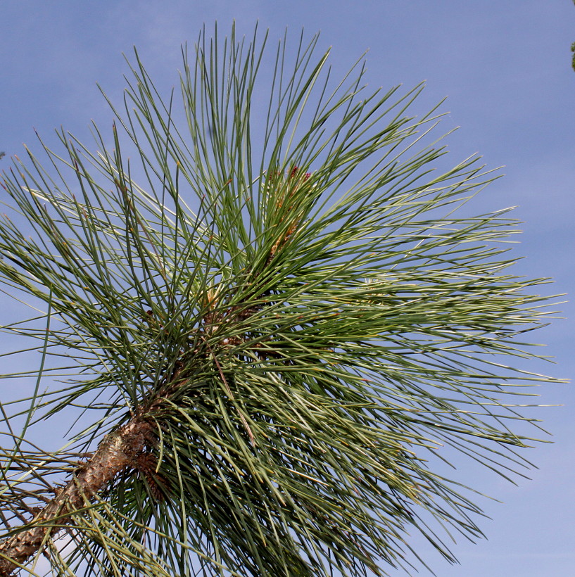 Изображение особи Pinus ponderosa.