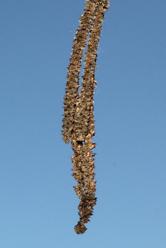 Image of Ostrya virginiana specimen.