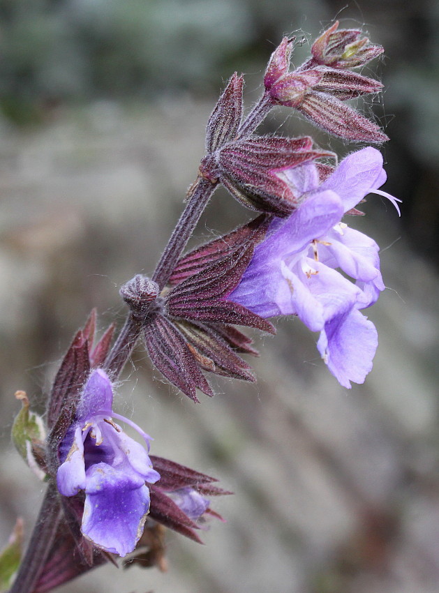 Image of Salvia tomentosa specimen.