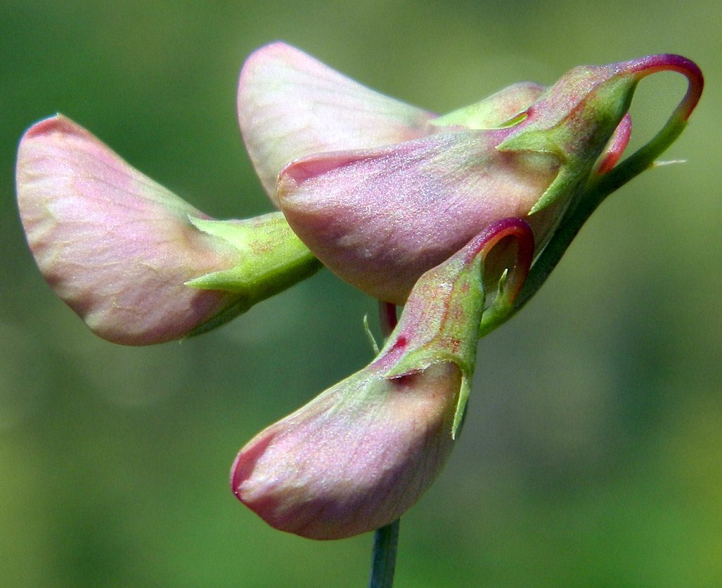 Image of Lathyrus tuberosus specimen.