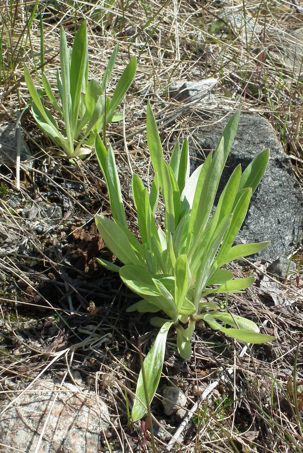 Изображение особи Omalotheca norvegica.