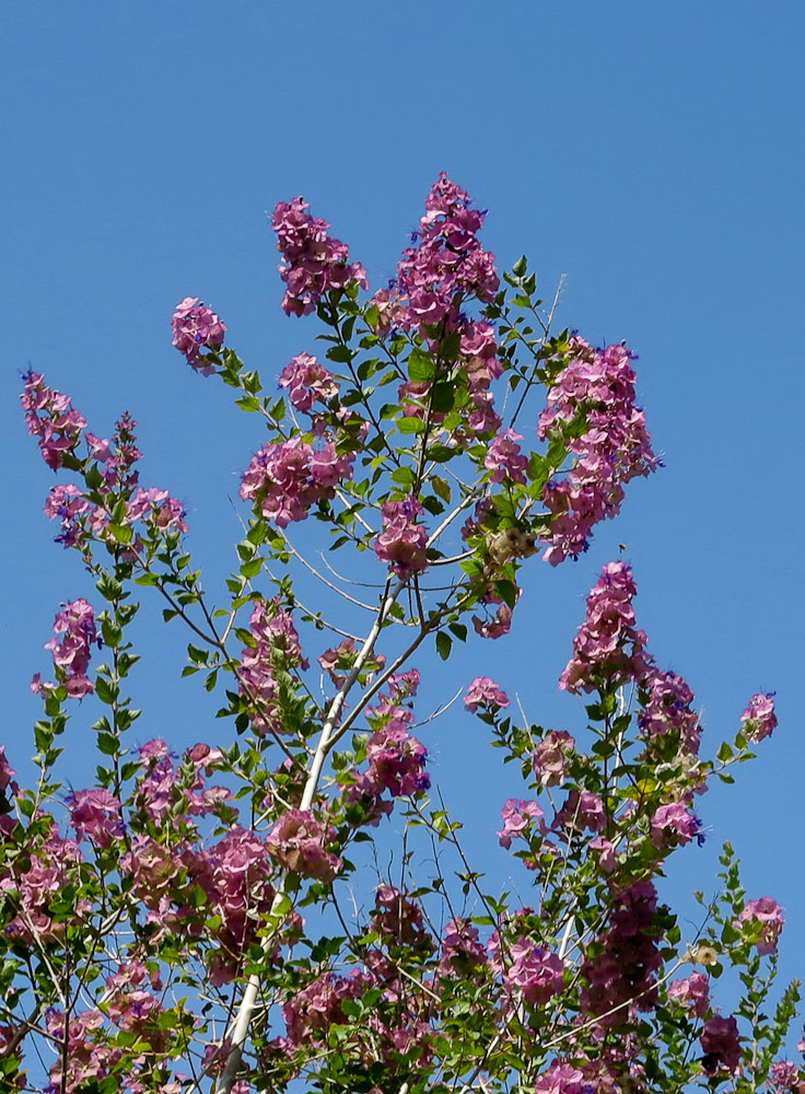 Изображение особи Karomia speciosa.