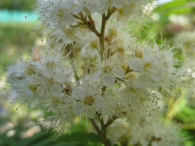 Image of Sorbaria sorbifolia specimen.