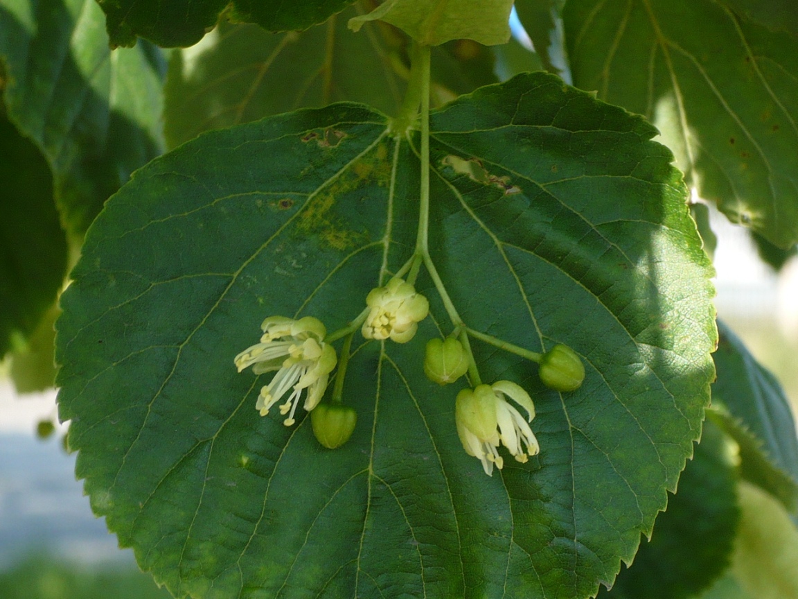 Image of Tilia sibirica specimen.