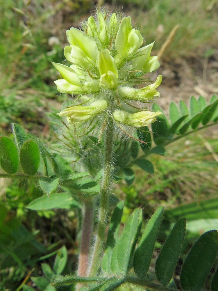 Image of Oxytropis pilosa specimen.