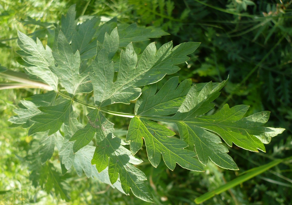 Image of Seseli libanotis specimen.