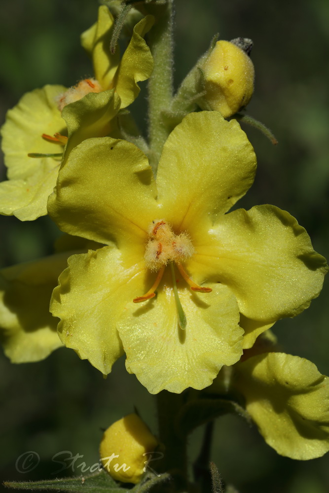 Image of Verbascum ovalifolium specimen.