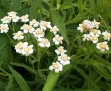 Achillea salicifolia