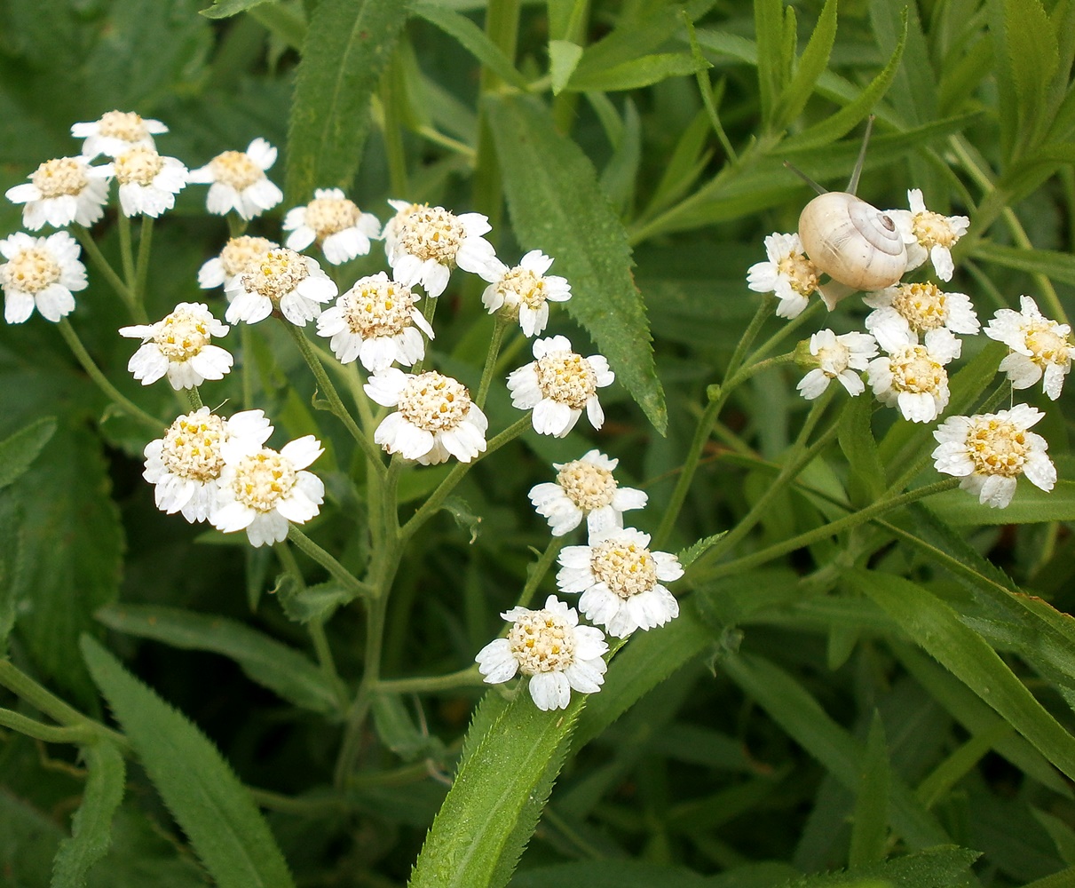 Image of Achillea salicifolia specimen.