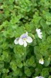 Veronica filiformis