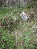 Fritillaria walujewii