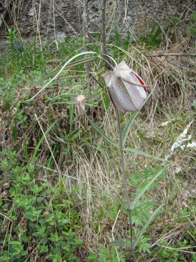 Image of Fritillaria walujewii specimen.