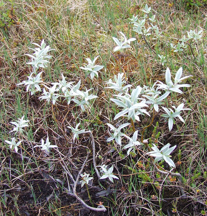 Image of Salix lapponum specimen.