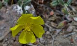 Helianthemum songaricum