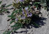 Astragalus tibetanus