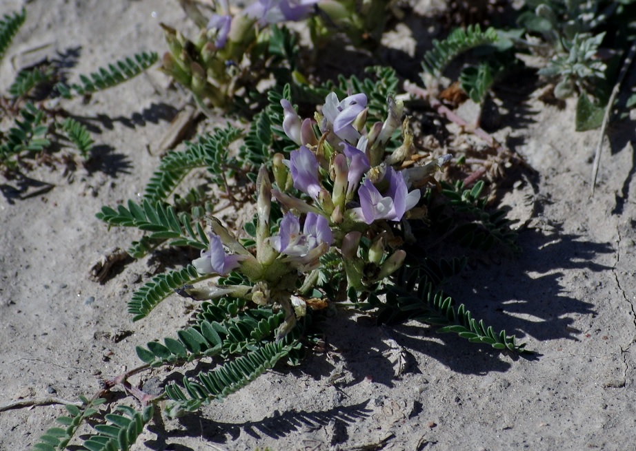 Image of Astragalus tibetanus specimen.