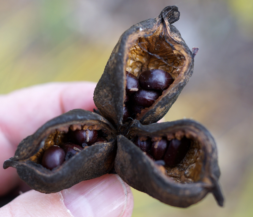 Image of Paeonia lactiflora specimen.