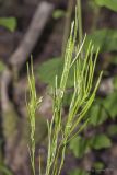 Arabis sagittata