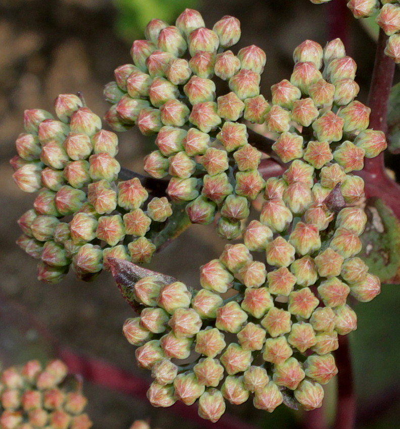 Image of Hylotelephium triphyllum specimen.