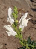 Antirrhinum siculum