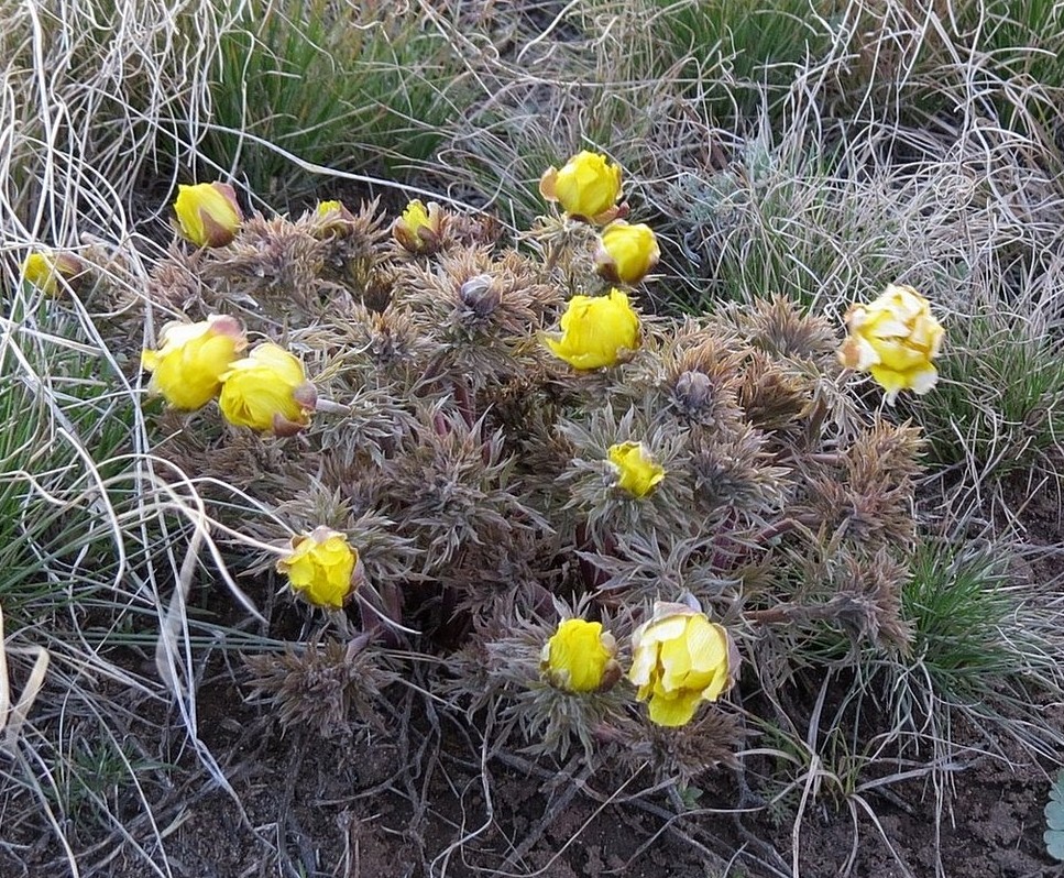Image of Adonis villosa specimen.