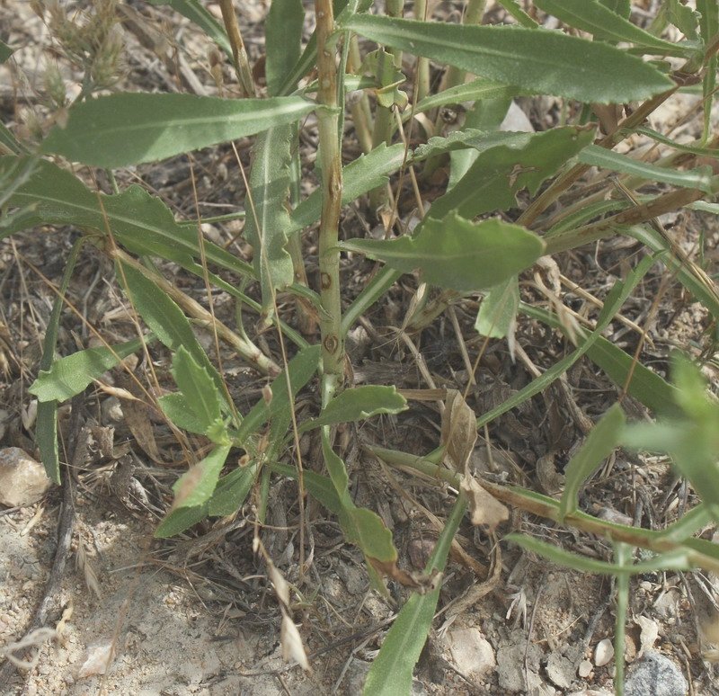 Image of Grindelia squarrosa specimen.