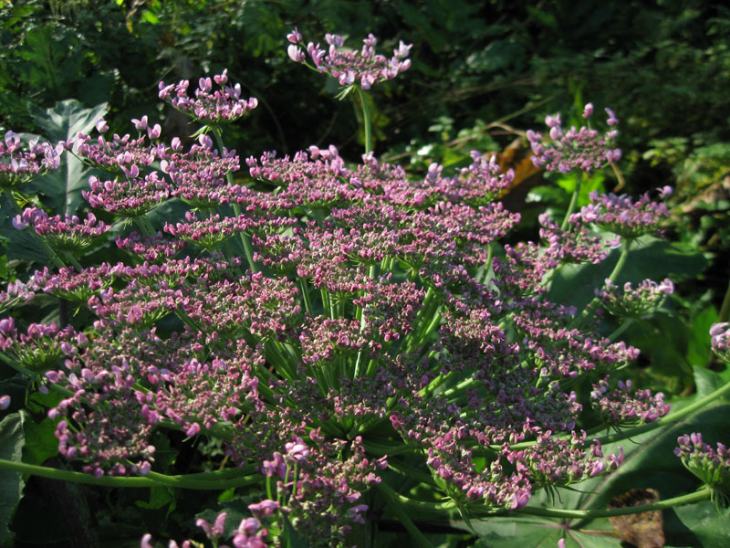 Image of Heracleum sosnowskyi specimen.