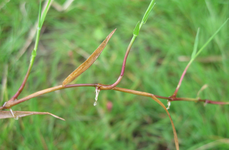 Image of Alopecurus geniculatus specimen.