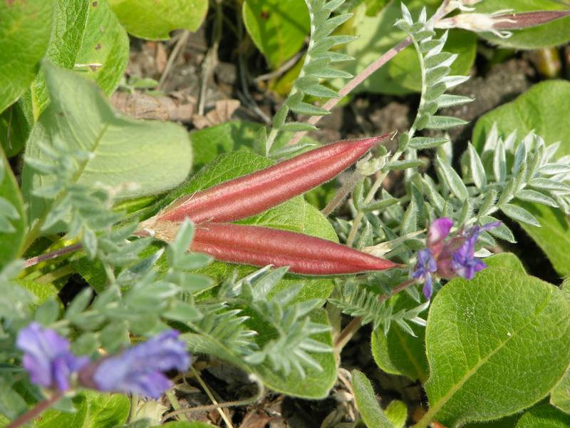 Image of Oxytropis kamtschatica specimen.