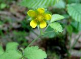 Duchesnea indica