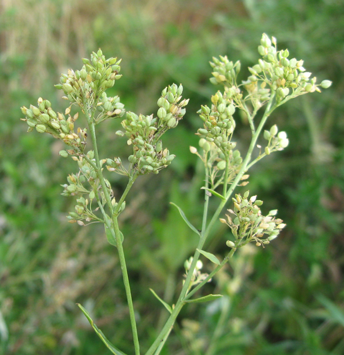 Image of Lepidium latifolium specimen.