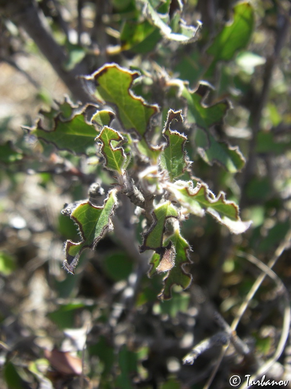 Image of Cotoneaster integerrimus specimen.