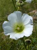 Alcea nudiflora. Цветок. Восточно-Казахстанская обл., Глубоковский р-н, окр. с. Предгорное. 06.08.2009.