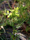 Erysimum repandum. Верхняя часть растения с цветками и завязавшимися плодами. Крым, окр. Балаклавы. 16 апреля 2009 г.