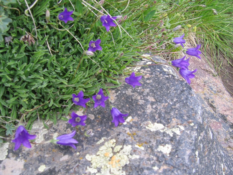 Image of Campanula saxifraga specimen.